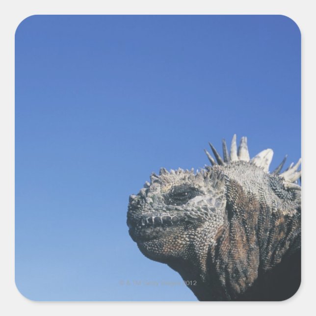 Marine Iguana Quadratischer Aufkleber (Vorderseite)