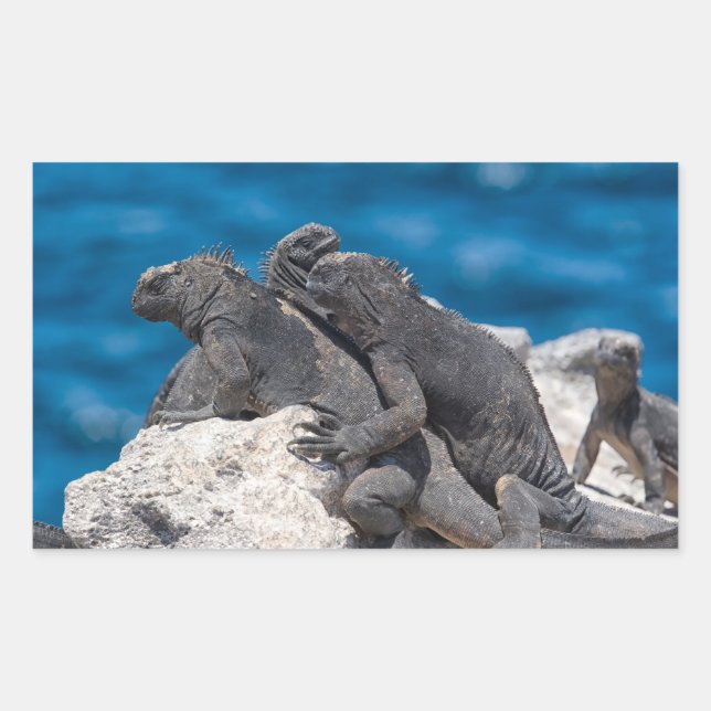 Marine Iguana Rechteckiger Aufkleber (Vorderseite)