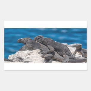 Marine Iguana Rechteckiger Aufkleber