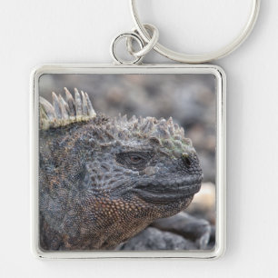 Marine Iguana Schlüsselanhänger