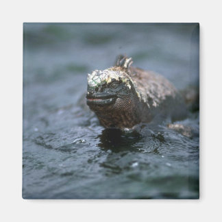 Marine Iguana schwimmt vor Füttre Magnet