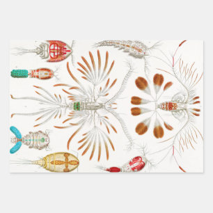 Marine Life Crustaceans, Copepoda von Ernst Haecke Geschenkpapier Set