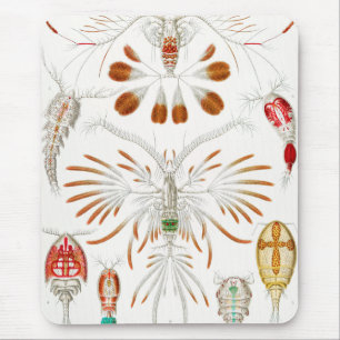 Marine Life Crustaceans, Copepoda von Ernst Haecke Mousepad