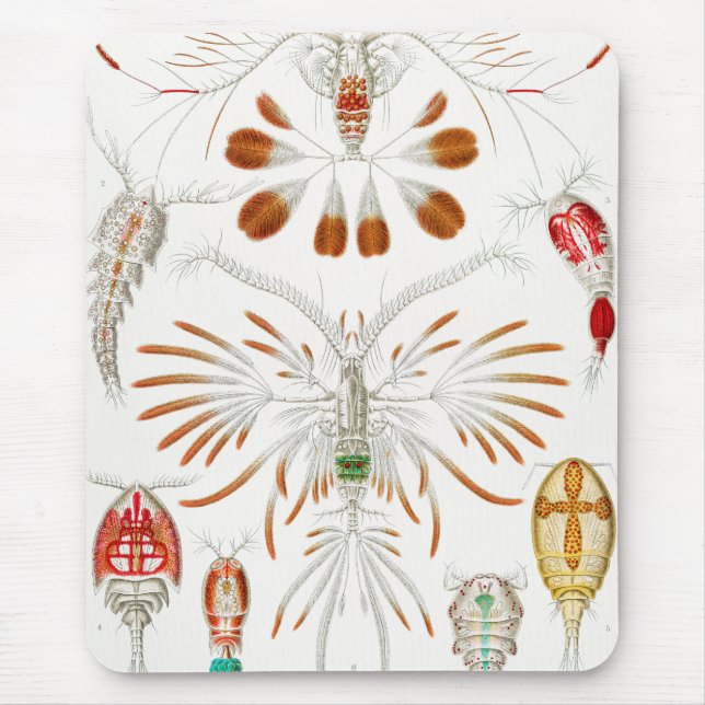 Marine Life Crustaceans, Copepoda von Ernst Haecke Mousepad (Vorne)