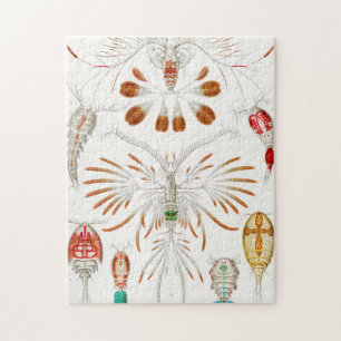 Marine Life Crustaceans, Copepoda von Ernst Haecke Puzzle