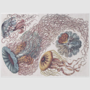 Marine Life Jellyfish - Ernst Haeckel Decoupage Seidenpapier
