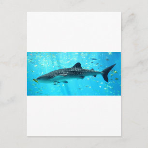 Marine Water Chic Stilvoll Cooler Blauwal-Hai Postkarte