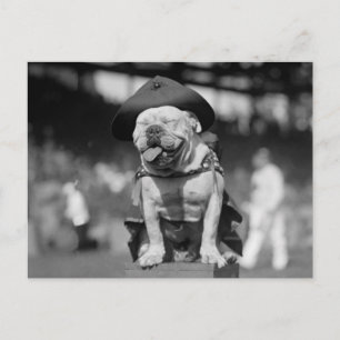 Marinekorps Mascot, 1920er Postkarte