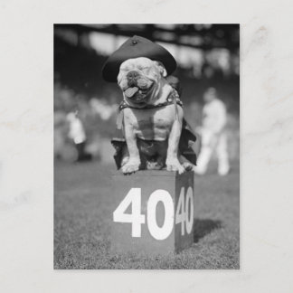 Marinekorps Mascot, 1920er Postkarte