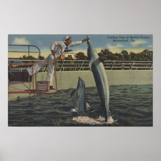 Marineland, Florida - Aussicht auf Fütternd Schwei Poster (Vorne)