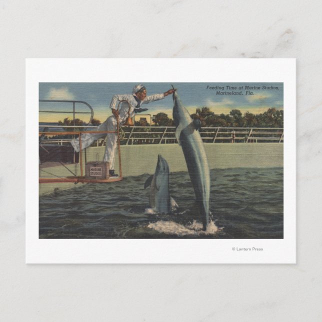Marineland, Florida - Aussicht auf Fütternd Schwei Postkarte (Vorderseite)