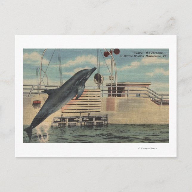 Marineland, Florida - Blick auf Pudgy, die Postkarte (Vorderseite)