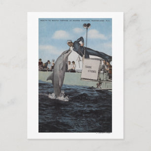 Marineland, Florida - Sailor Mouthfeed Postkarte