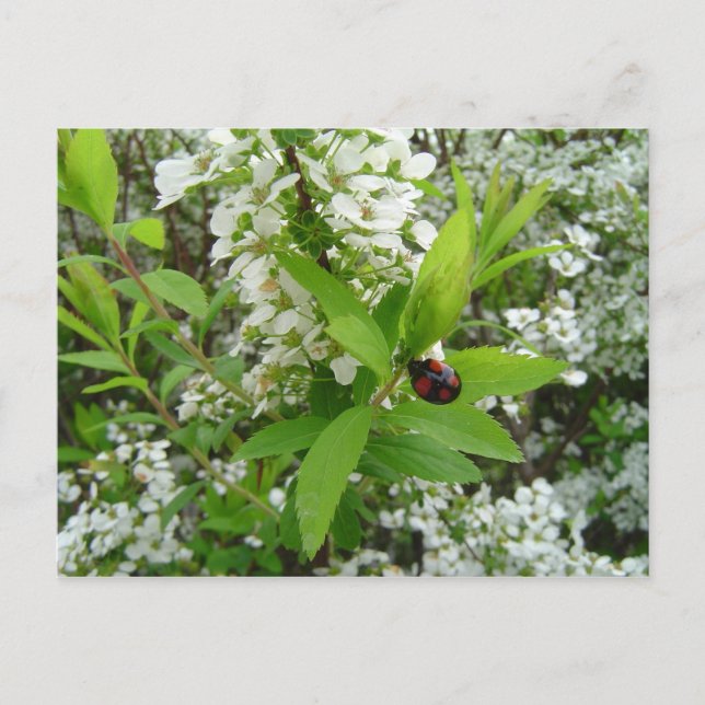 Marinkäfer Postkarte (Vorderseite)