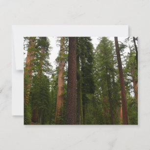 Mariposa Grove im Yosemite National Park