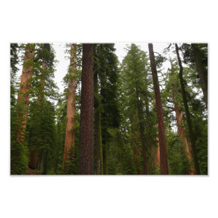 Mariposa Grove im Yosemite National Park Fotodruck