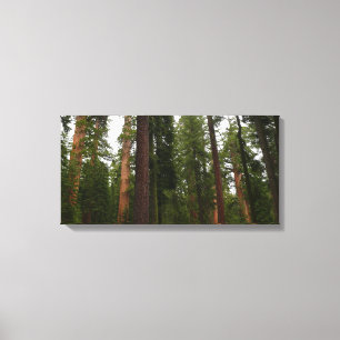 Mariposa Grove im Yosemite National Park Leinwanddruck