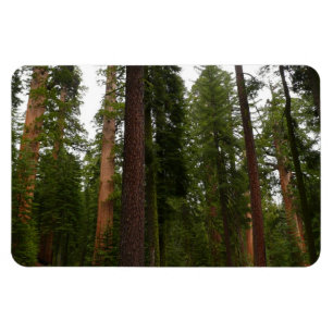 Mariposa Grove im Yosemite National Park Magnet