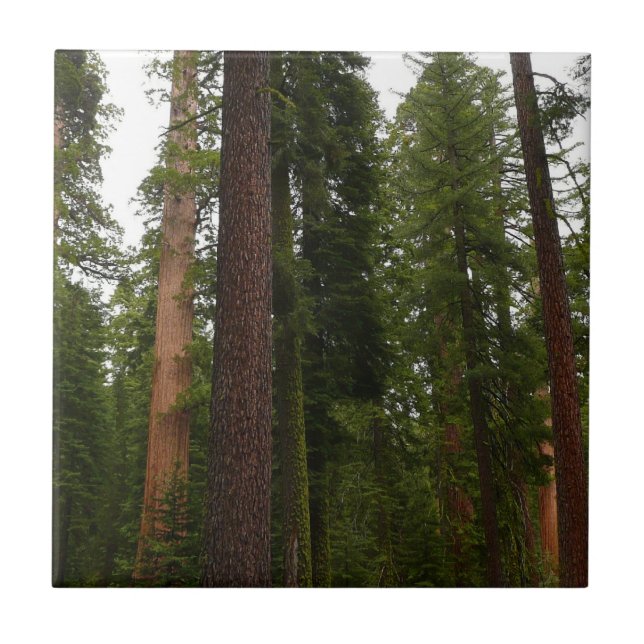 Mariposa Grove im Yosemite-Nationalpark Fliese (Vorderseite)
