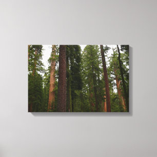 Mariposa Grove im Yosemite-Nationalpark Leinwanddruck