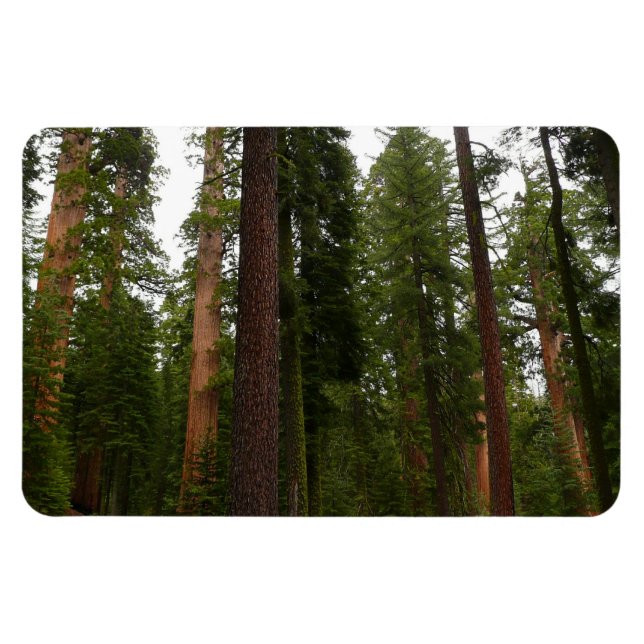 Mariposa Grove im Yosemite-Nationalpark Magnet (Horizontal)