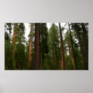 Mariposa Grove im Yosemite-Nationalpark Poster