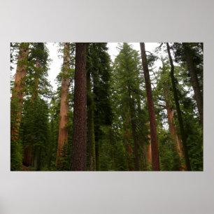 Mariposa Grove im Yosemite-Nationalpark Poster