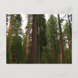 Mariposa Grove im Yosemite-Nationalpark Postkarte