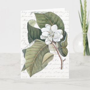 Mark Catesby Magnolia Collage mit Essay über Blume Karte