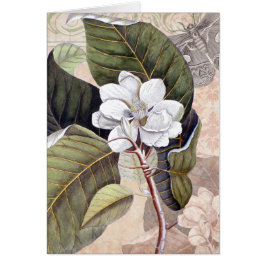 Mark Catesby Magnolia Vintage Eleganz
