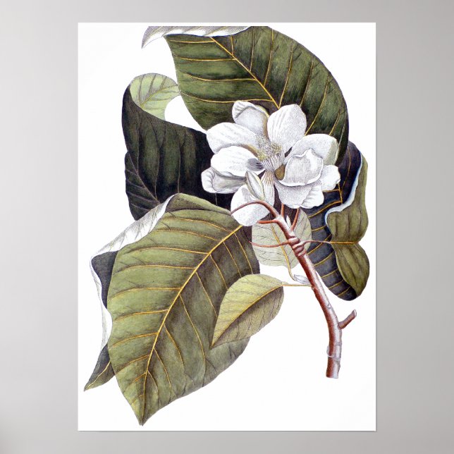 Mark Catesby: White Magnolia Antique Botanical Poster (Vorne)