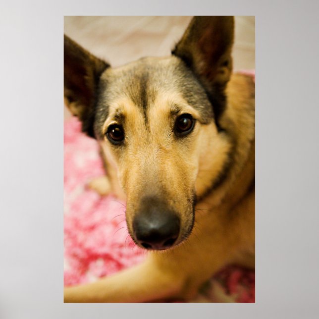 Marley Cherry Blossom Pedals Poster (Vorne)