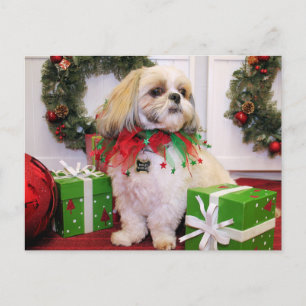 Marley - Shih Tzu - Robbins Postkarte