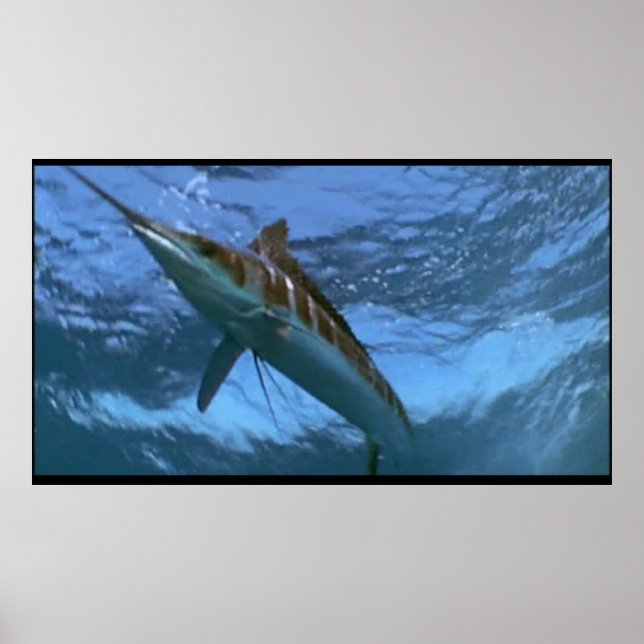 Marlin-Wildposter Poster (Vorne)