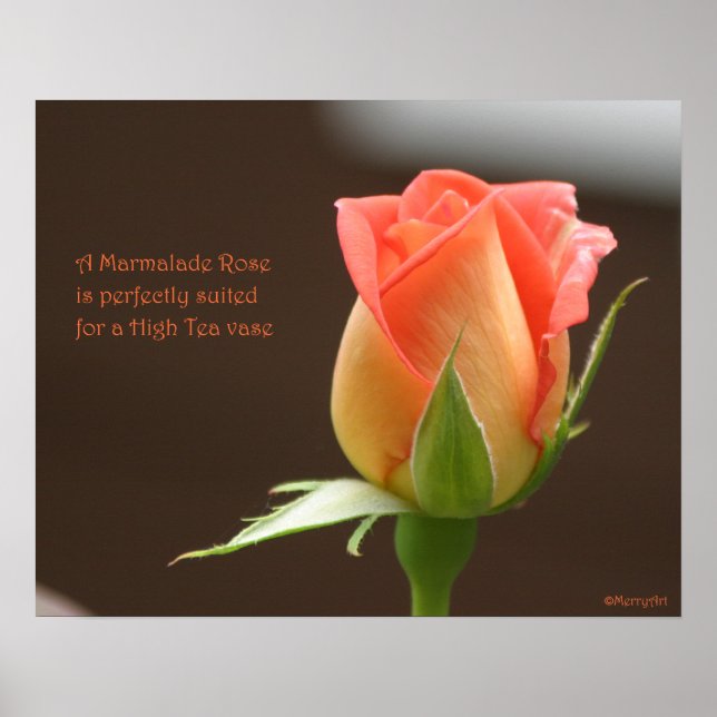Marmalade Rose Poster: ROSE & PROSE 20x16 Poster (Vorne)