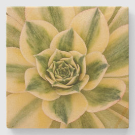 MarmorSucculishus Untersetzer