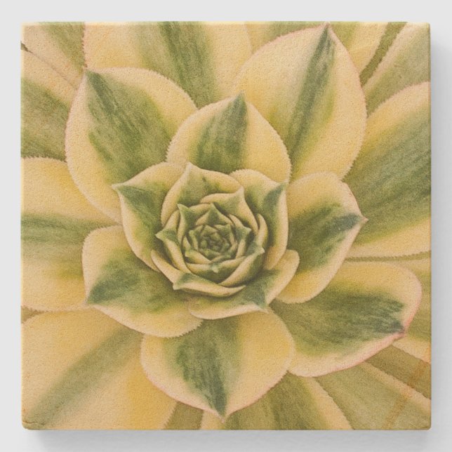 MarmorSucculishus Untersetzer (Vorderseite)