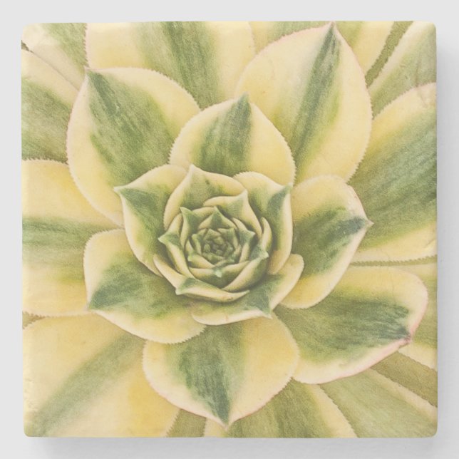 MarmorSucculishus Untersetzer (Vorderseite)