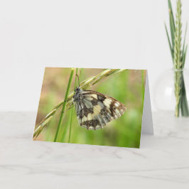 Marmorweißer Schmetterling auf Gras Karte