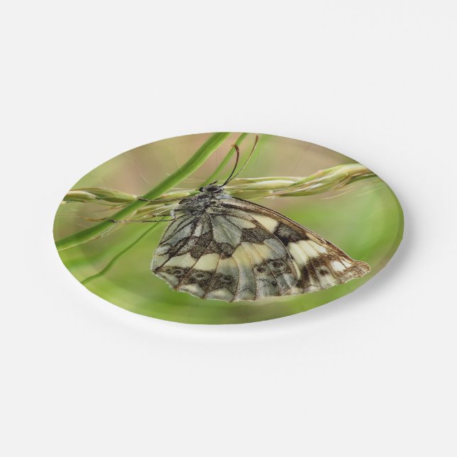 Marmorweißer Schmetterling auf Gras Pappteller (Schrägansicht)