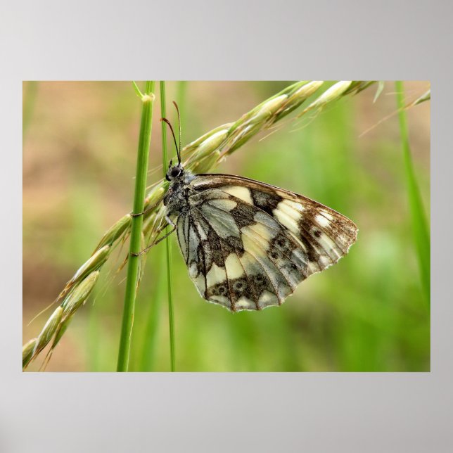 Marmorweißer Schmetterling auf Gras Poster (Vorne)