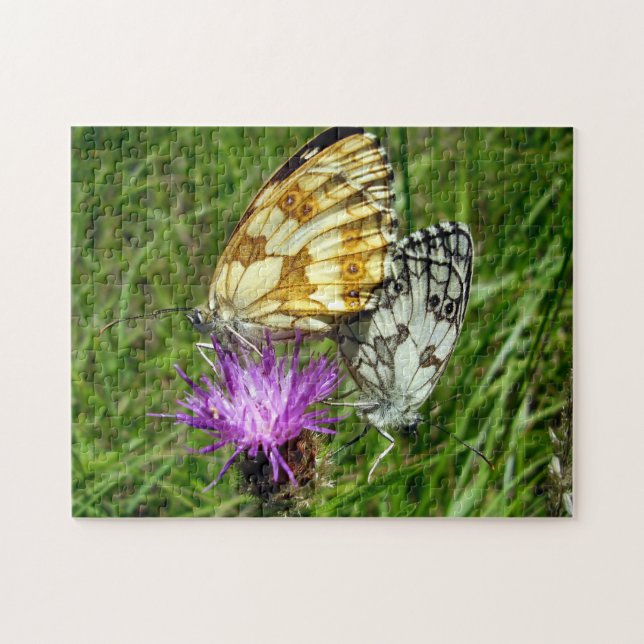 Marmorweißer Schmetterling Foto Puzzle (Horizontal)