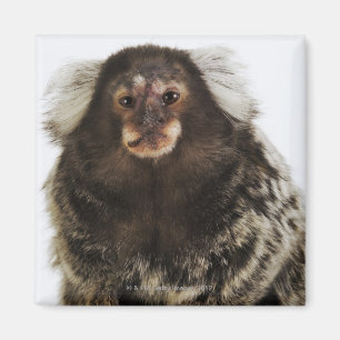 Marmoset in Weiß, nah, Studio Magnet