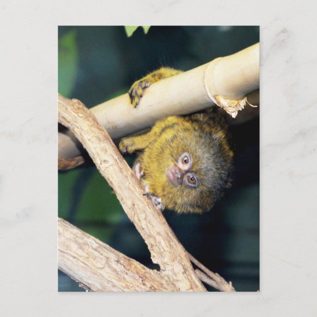 Marmoset Monkey Hi There, Postcard Postkarte (Vorderseite)