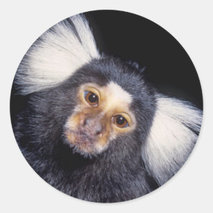 Marmoset Monkey Runder Aufkleber