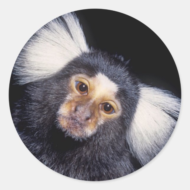 Marmoset Monkey Runder Aufkleber (Vorderseite)