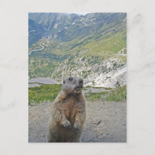 Marmot am Furka Pass Postkarte