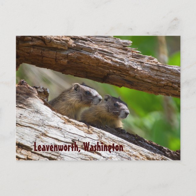 Marmot Brothers Leavenworth Washington Postkarte (Vorderseite)