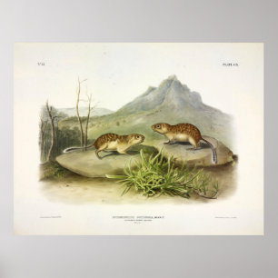 Marmot-Eichhörnchen, kalifornisch, mexikanisch-Gro Poster