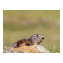 Marmot im Gran Paradiso Park Poster